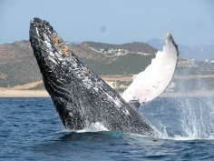 Whale Watching: Cabo, Mexico